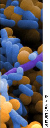 biofilms